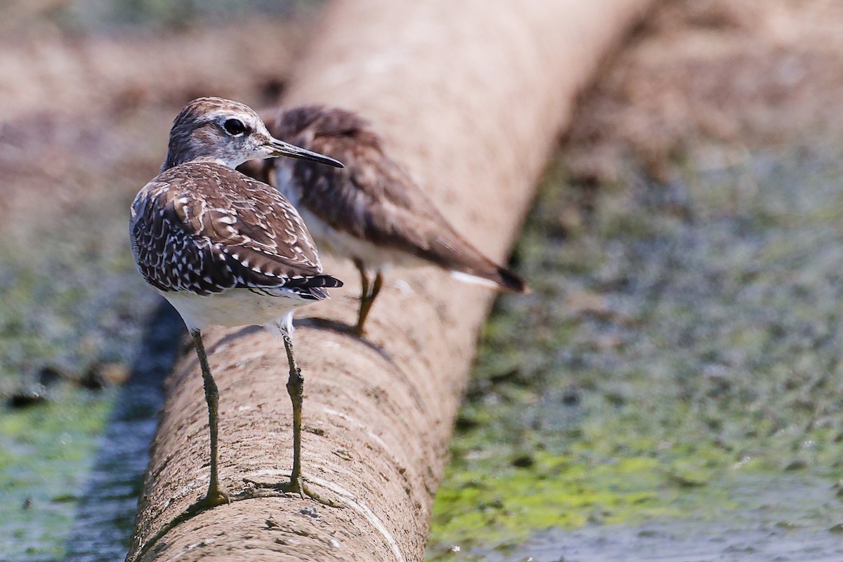 Wood Sandpiper - ML645828866