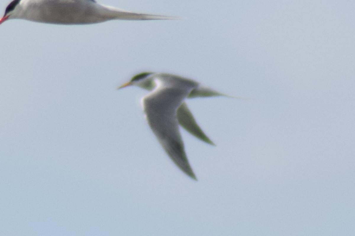 Little Tern - ML645828867