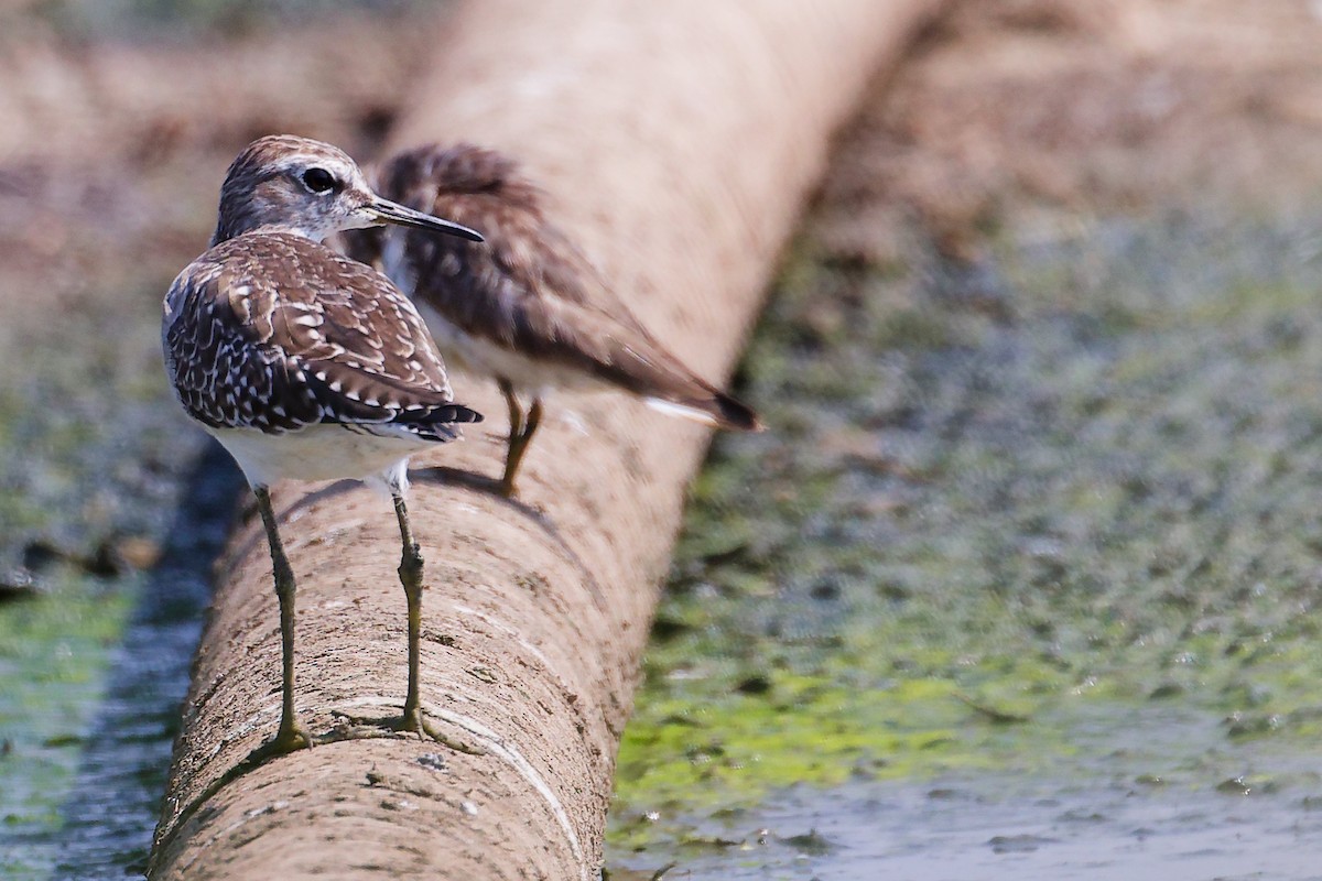 Wood Sandpiper - ML645828868