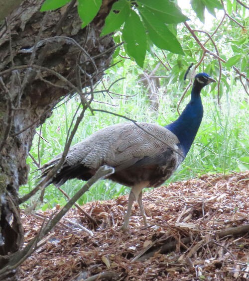 Indian Peafowl - ML645828869
