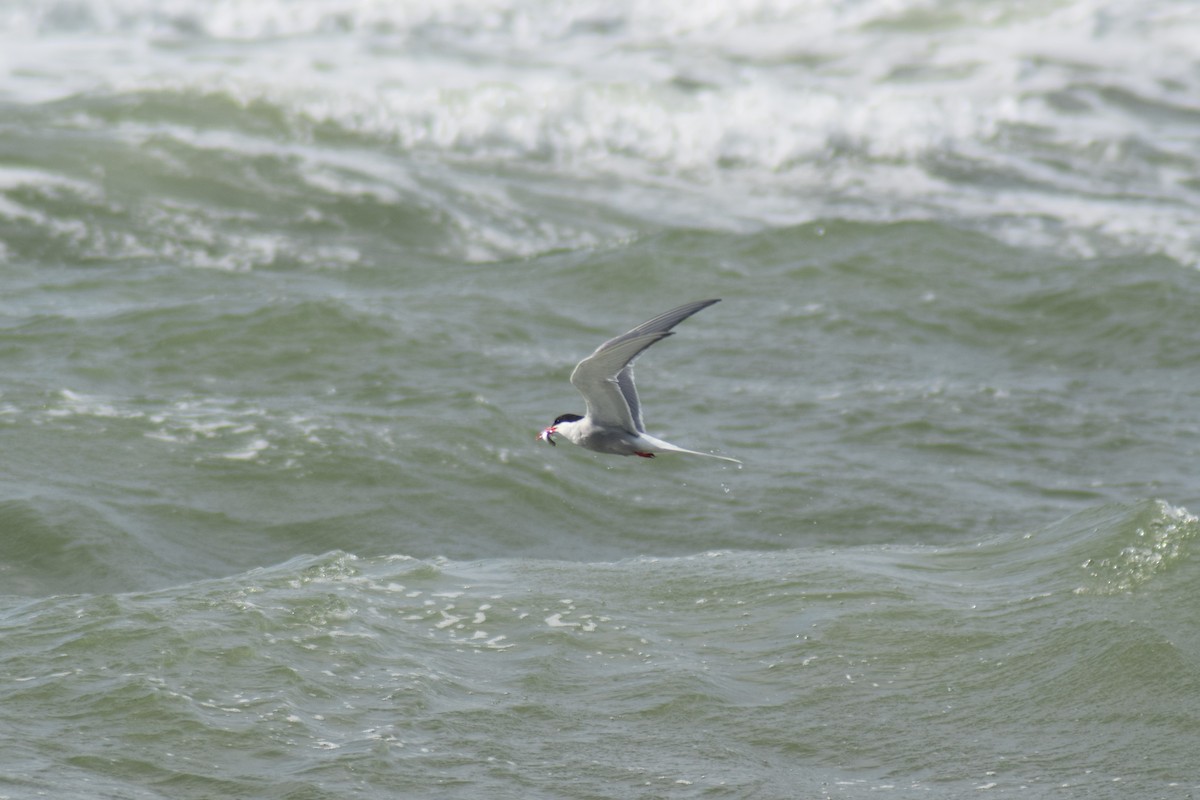 Arctic Tern - ML645828870