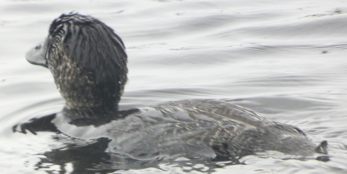 Musk Duck - ML645828882