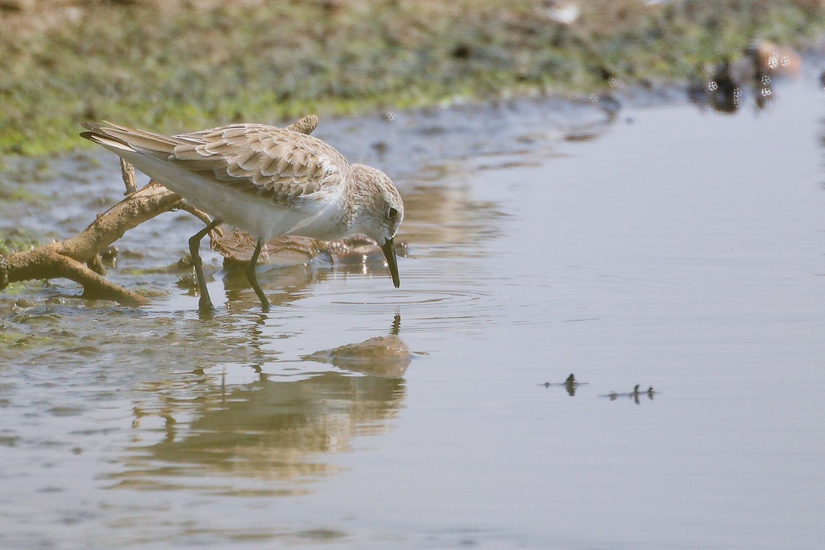 Little Stint - ML645828887