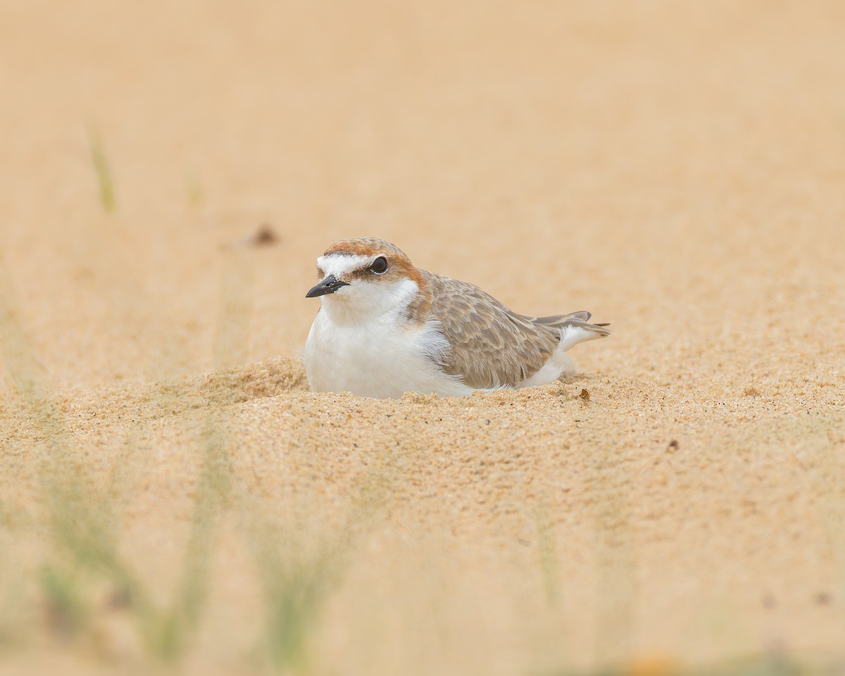 Red-capped Plover - ML645828908
