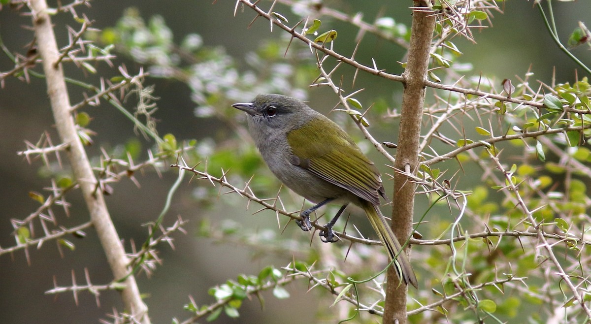 Green-tailed Warbler - ML64582891