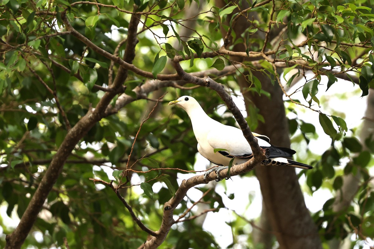 Torresian Imperial-Pigeon - ML645828912