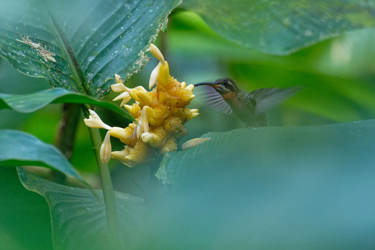 Band-tailed Barbthroat - ML645828914