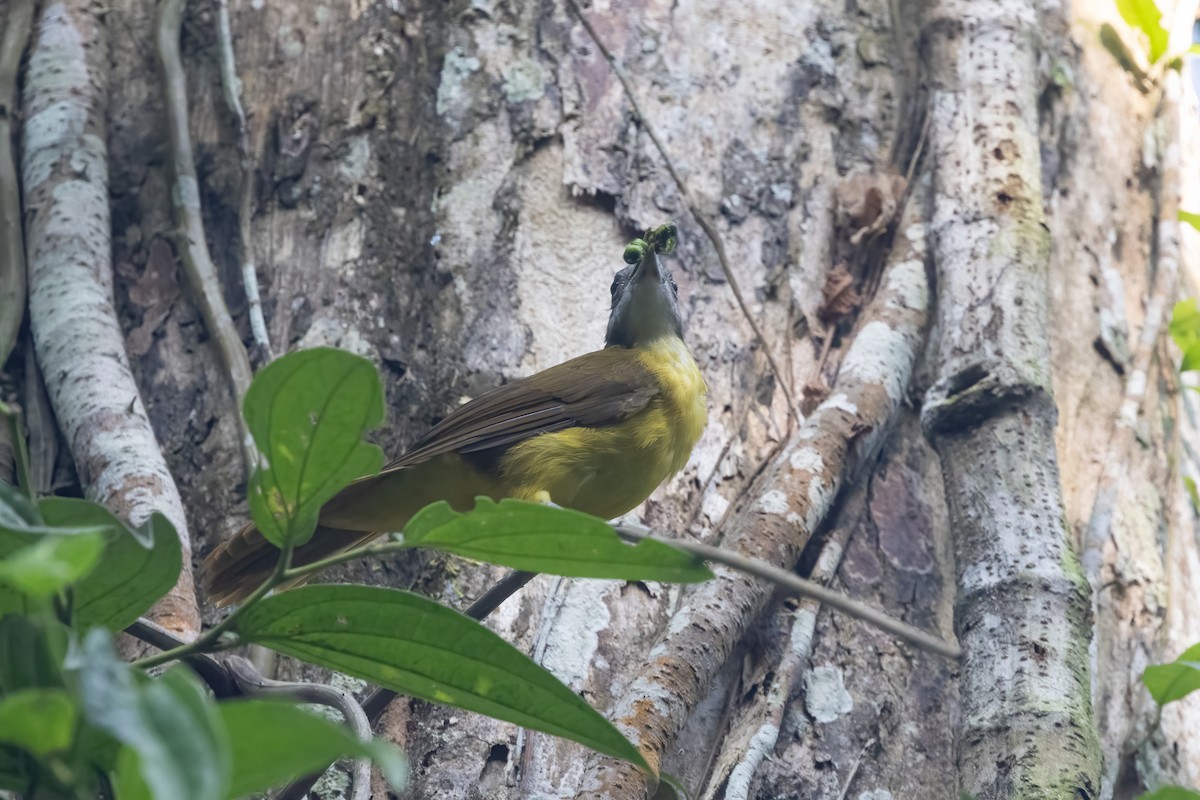 Bulbul flavéole - ML645828915