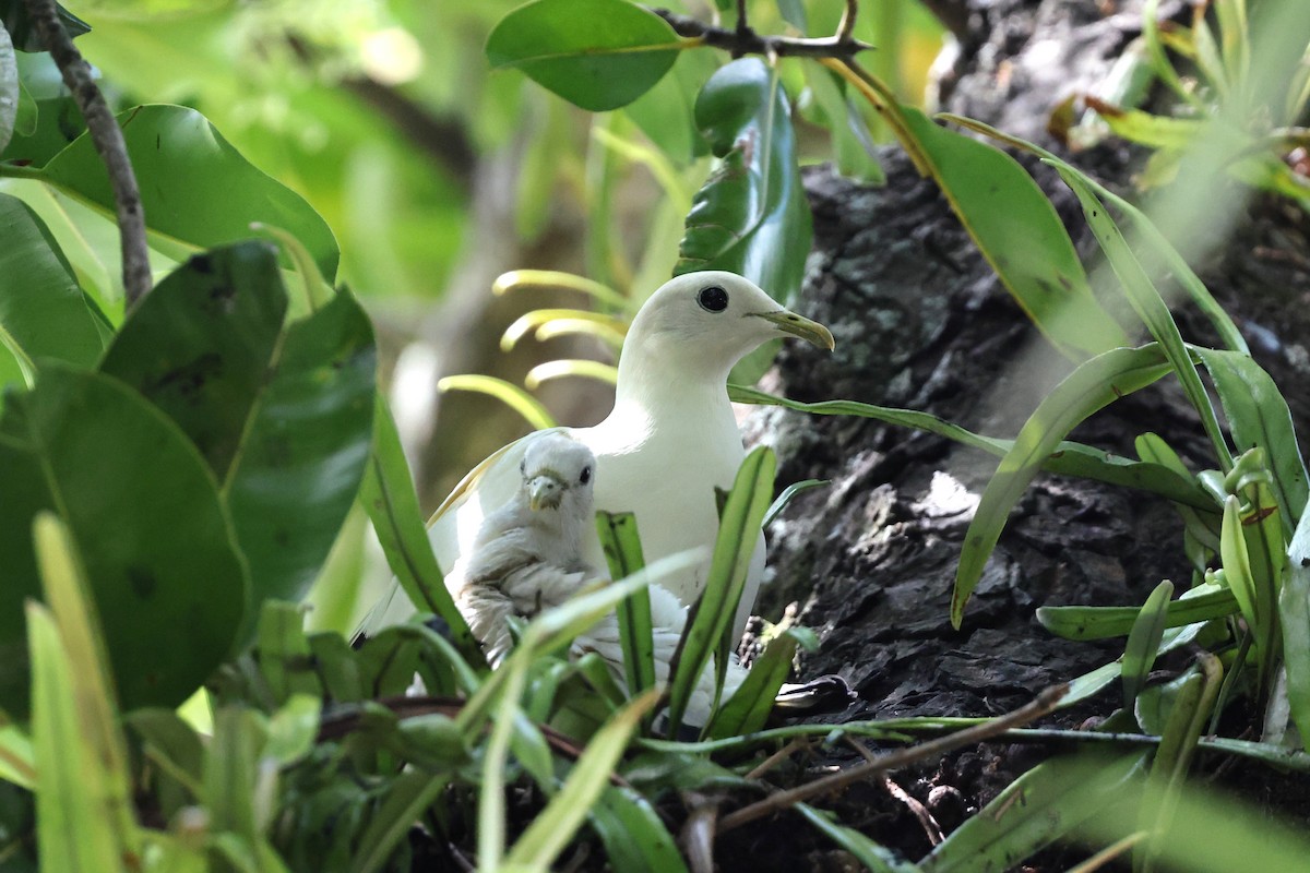Torresian Imperial-Pigeon - ML645828917