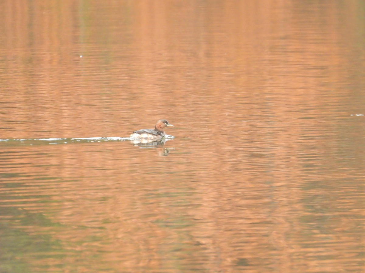 dvergdykker - ML645828938