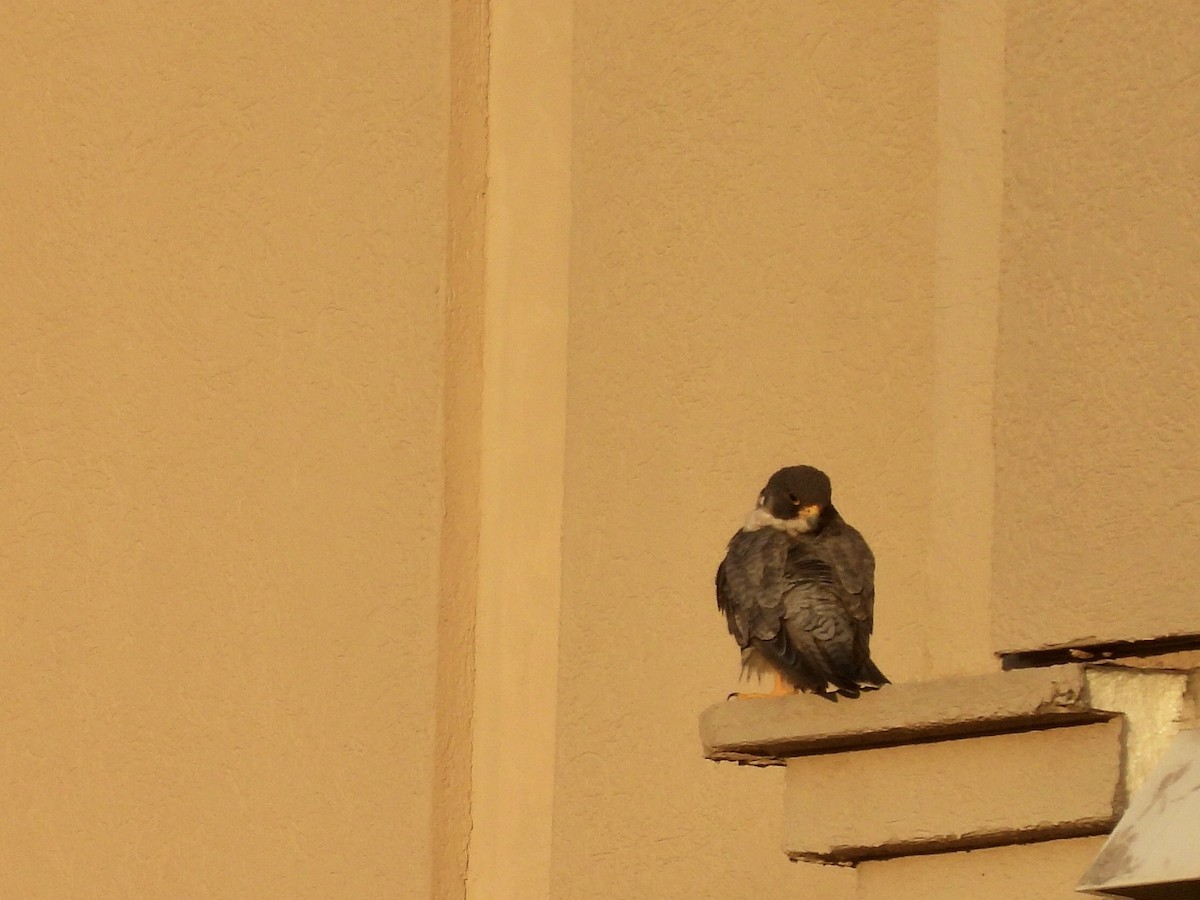 sokol stěhovavý - ML645828939