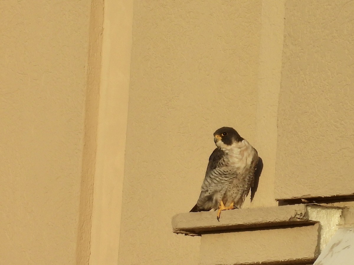 sokol stěhovavý - ML645828940