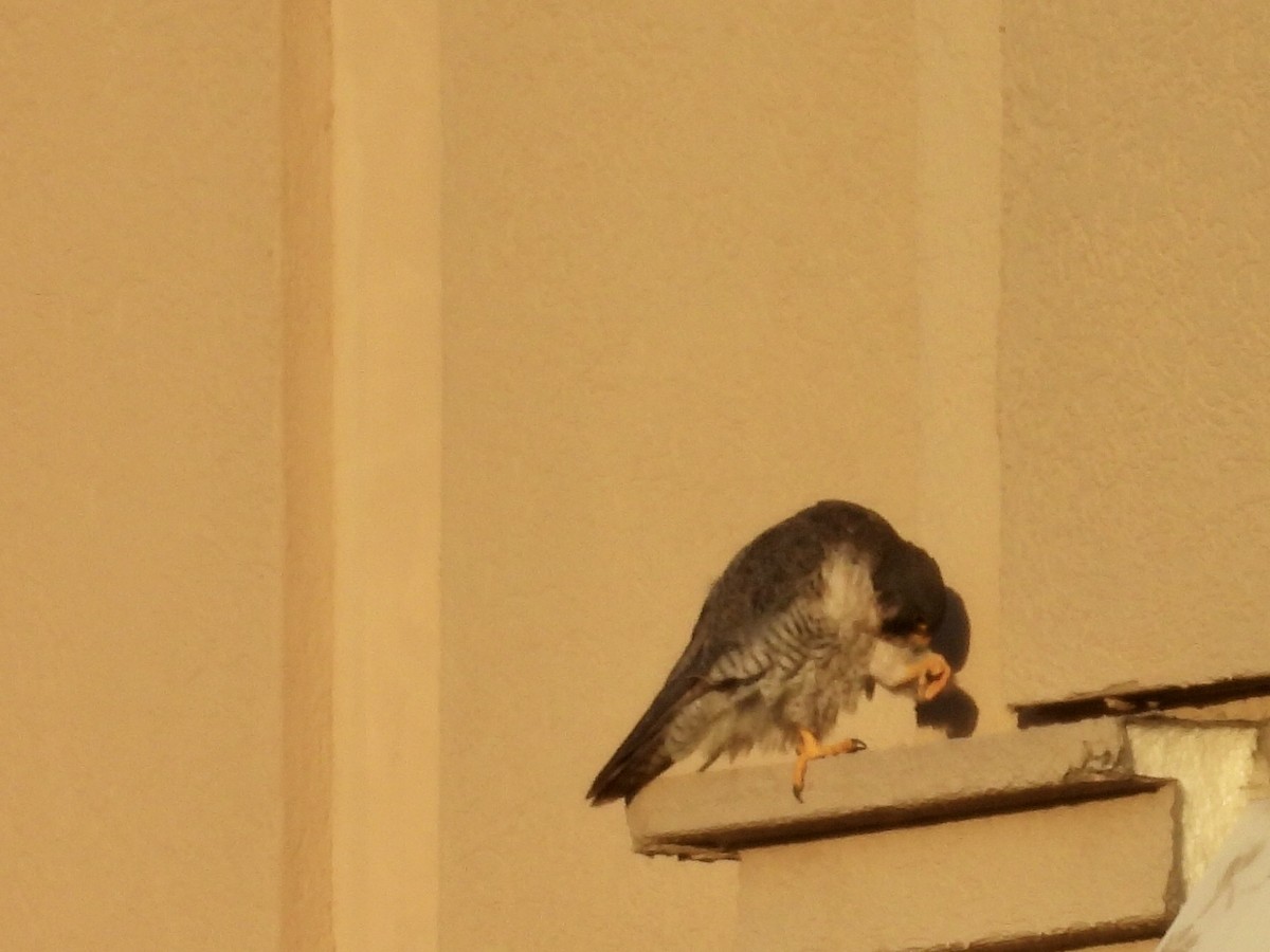 sokol stěhovavý - ML645828941