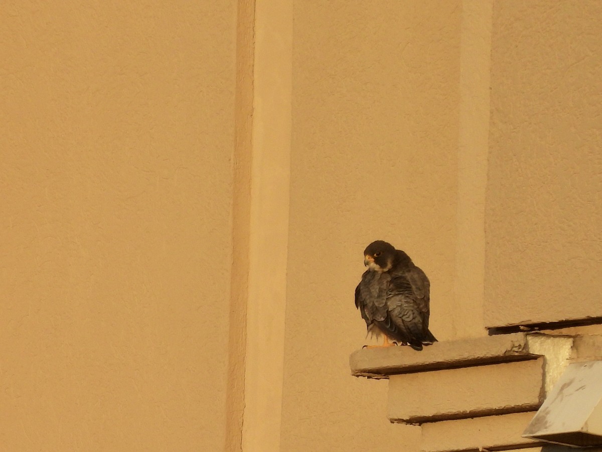 sokol stěhovavý - ML645828942