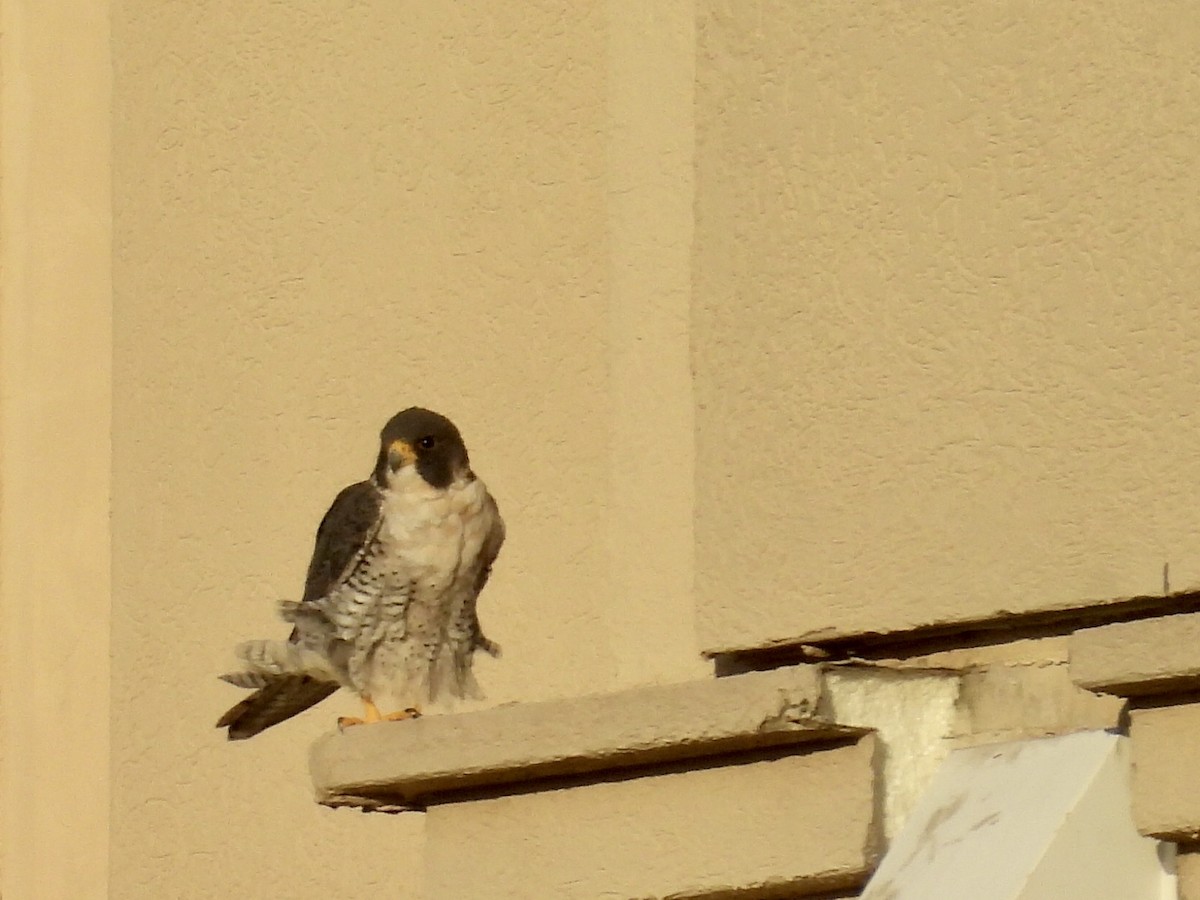 sokol stěhovavý - ML645828943