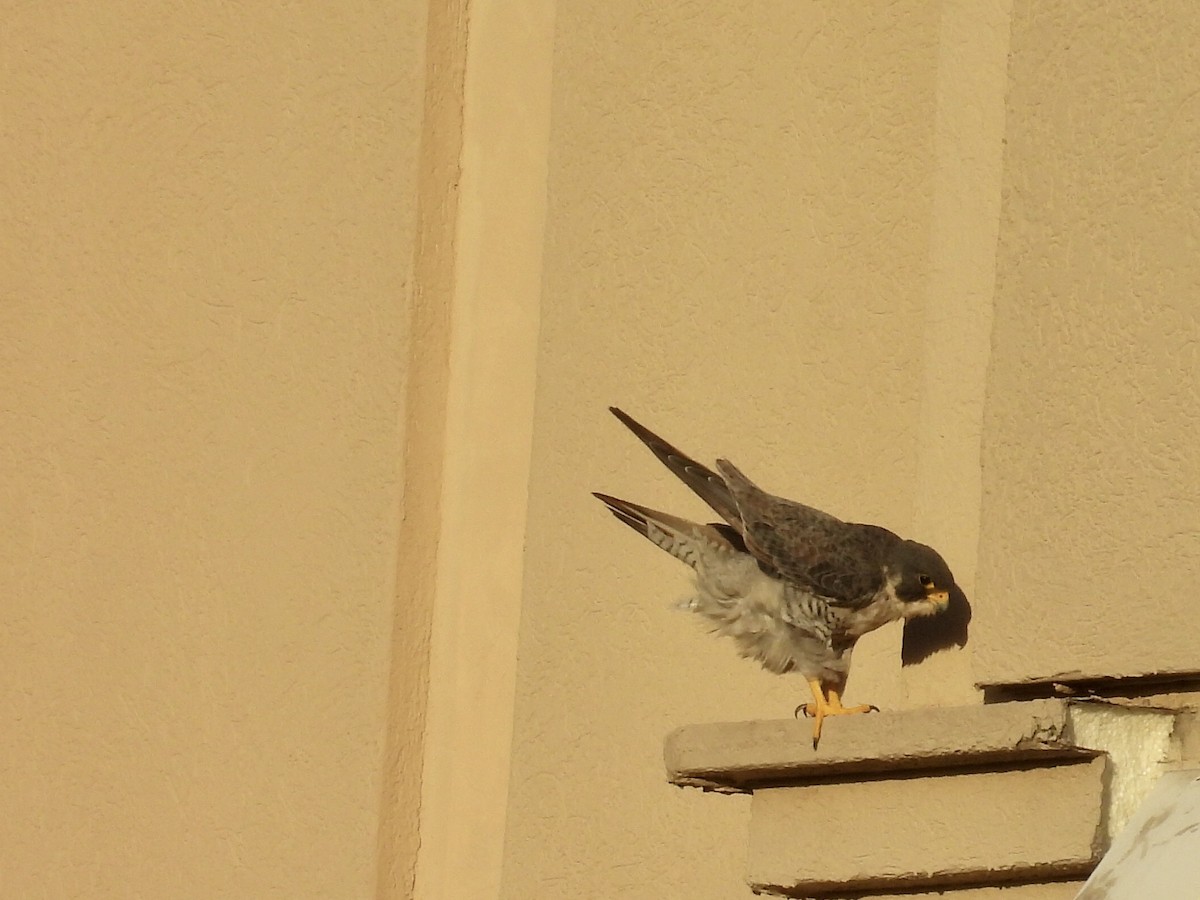 sokol stěhovavý - ML645828944