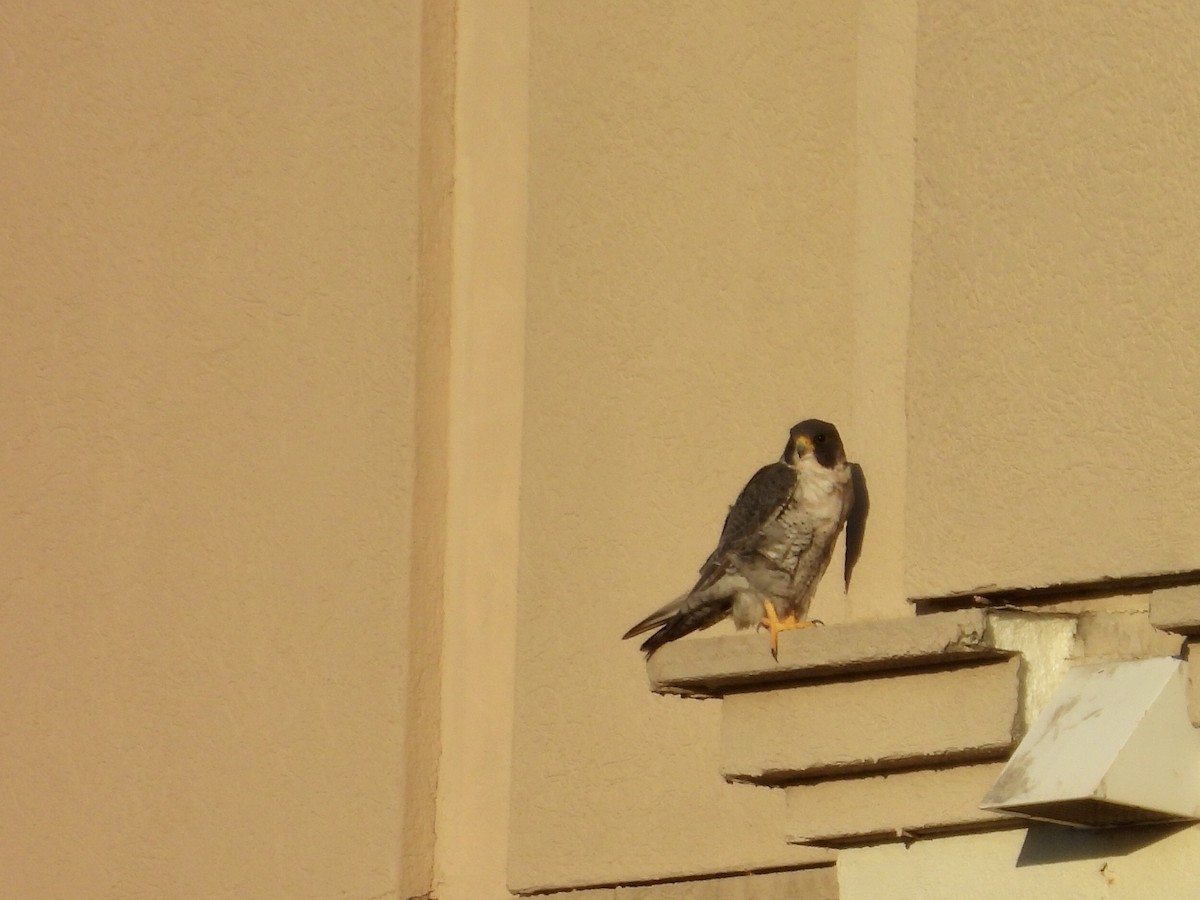 sokol stěhovavý - ML645828945