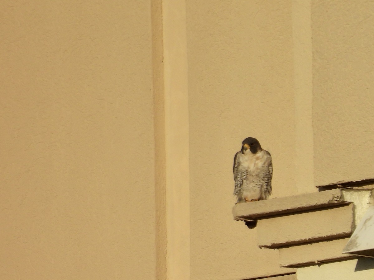 sokol stěhovavý - ML645828946