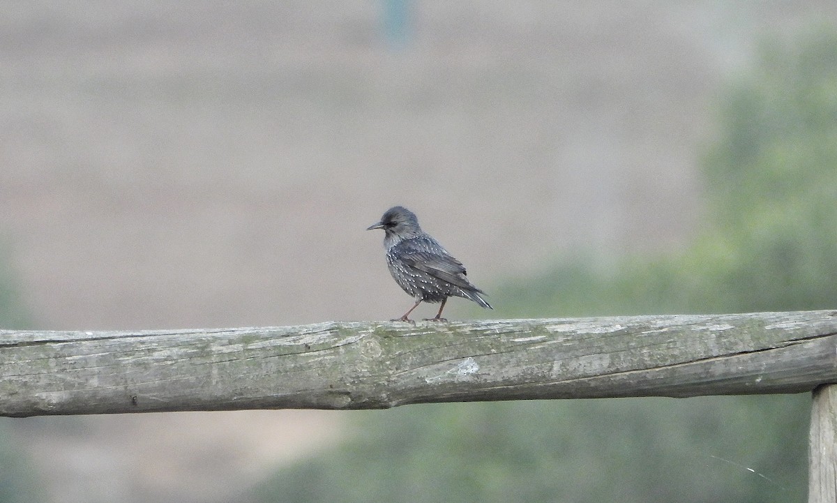 Spotless Starling - ML645828953