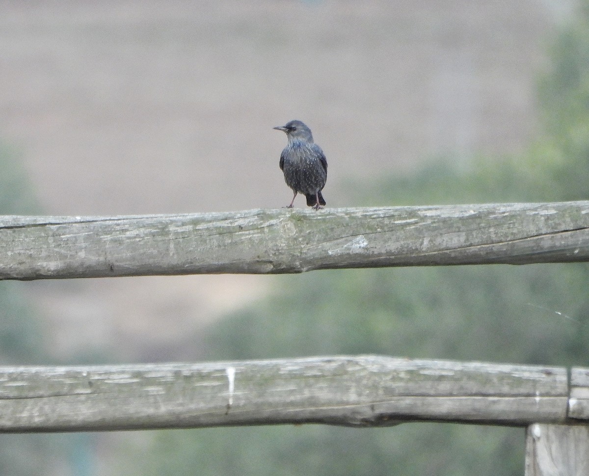 Spotless Starling - ML645828955