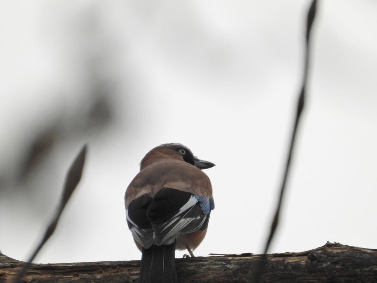 nøtteskrike - ML645828956