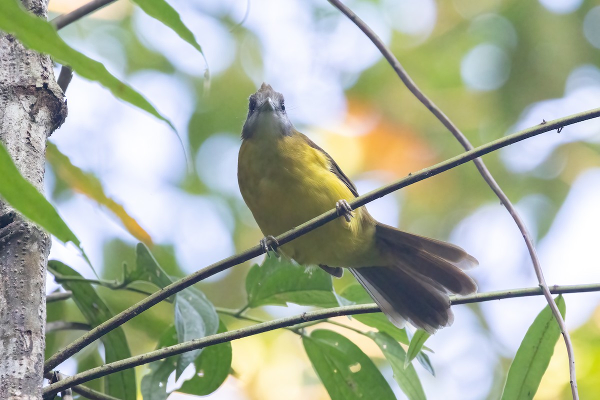 Bulbul flavéole - ML645828958