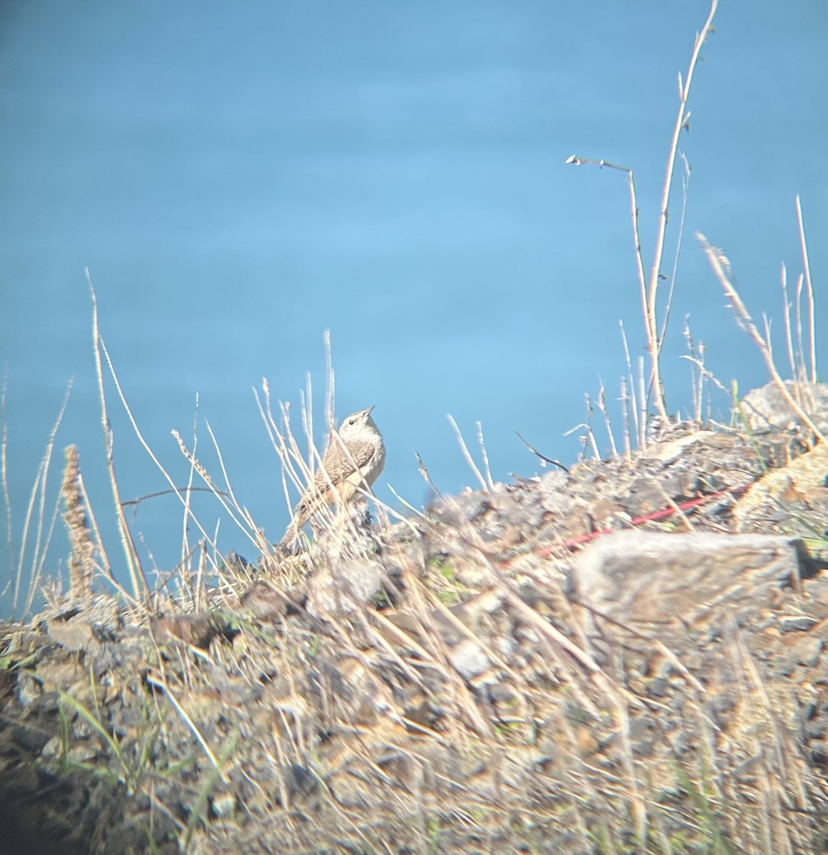 Rock Wren - ML645828961