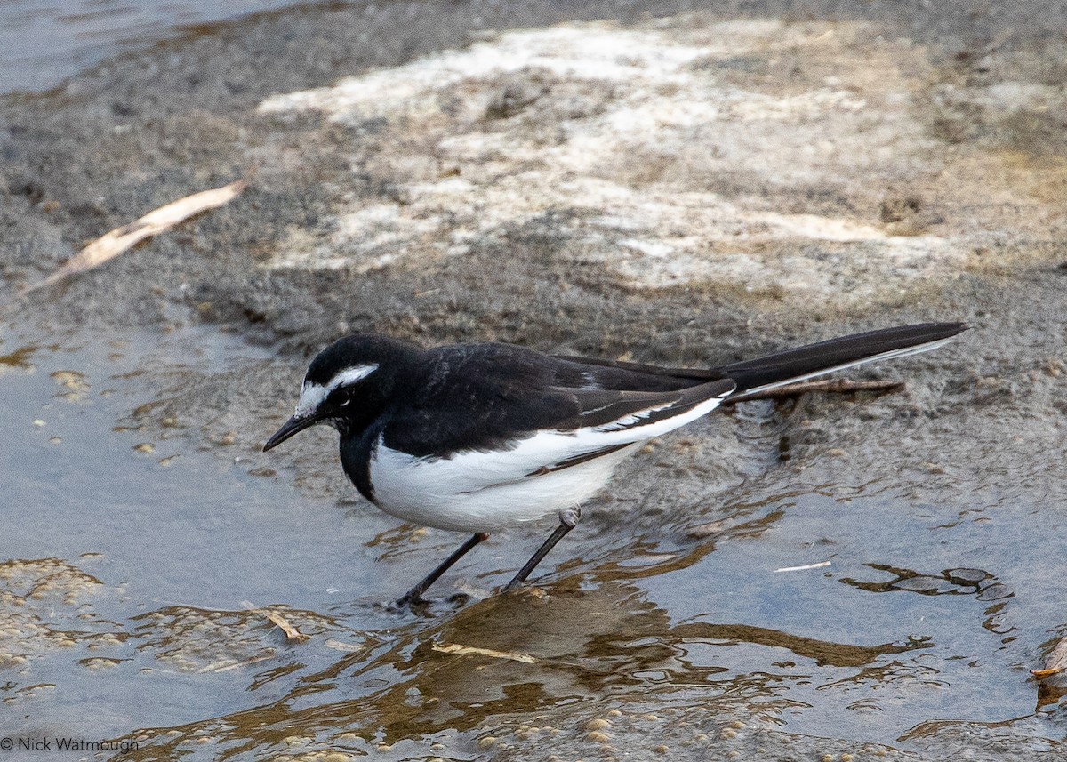 japanerle - ML645828965