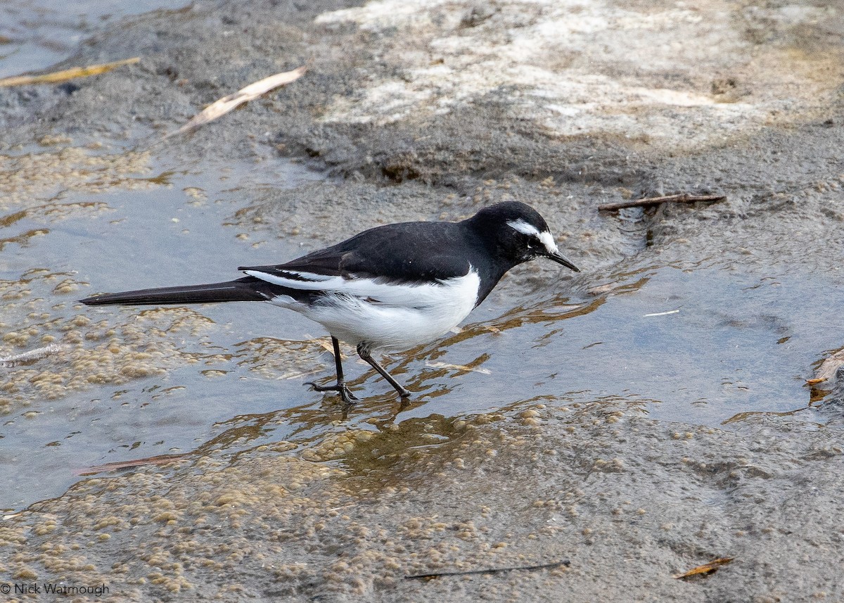 japanerle - ML645828966