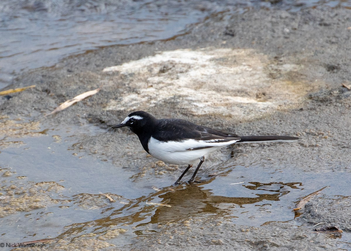 japanerle - ML645828967