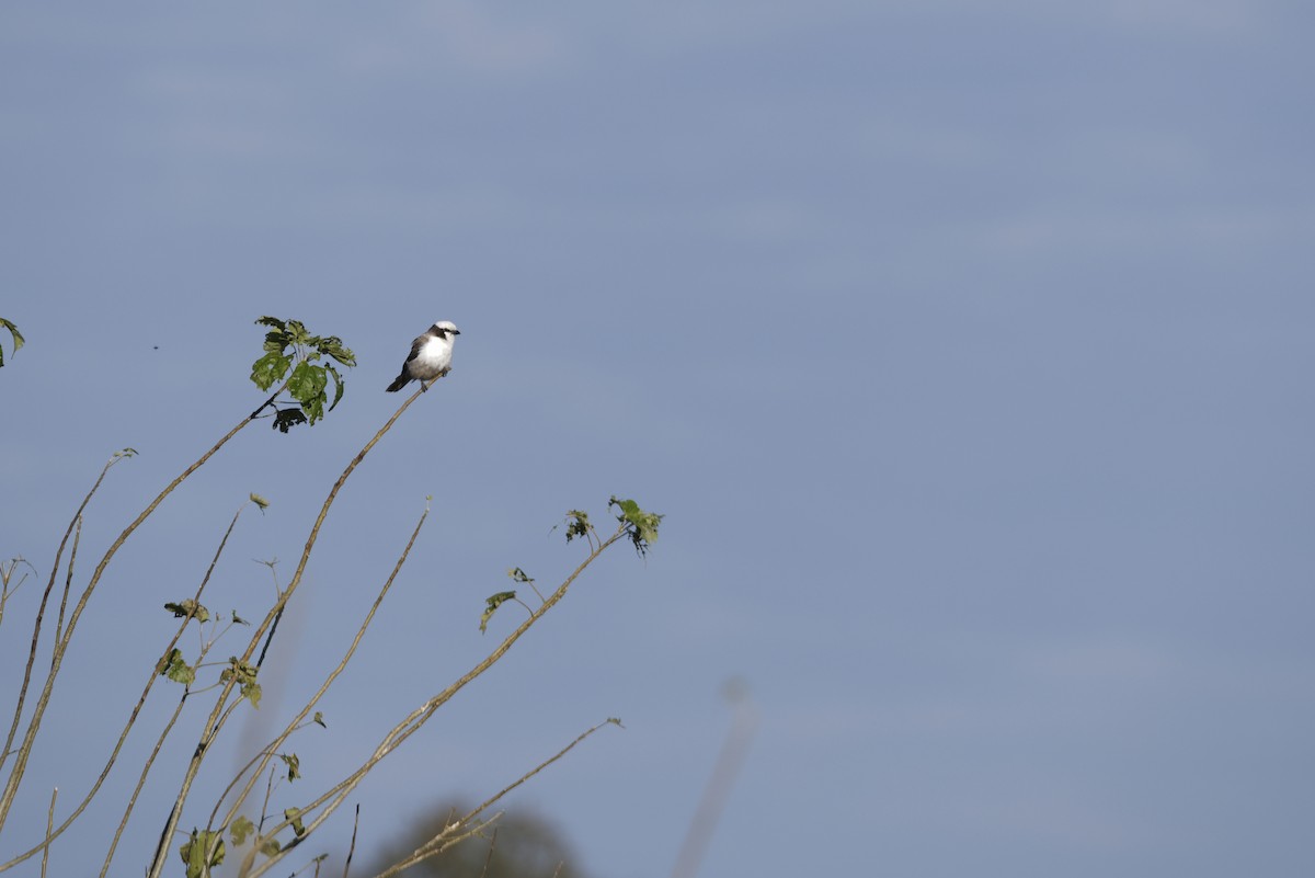 Ak Taçlı Örümcekkuşu - ML645828982