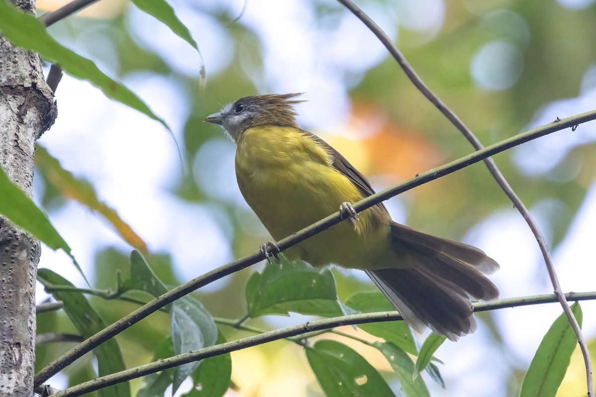 Bulbul flavéole - ML645828998