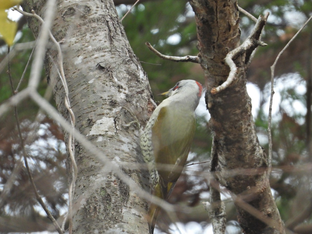 samuraispett - ML645828999