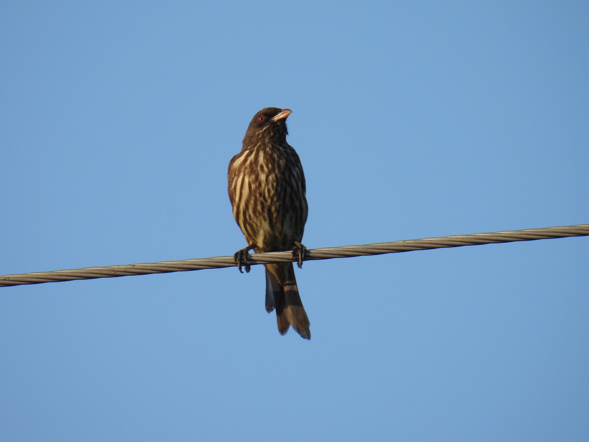 Palmchat - ML645829012