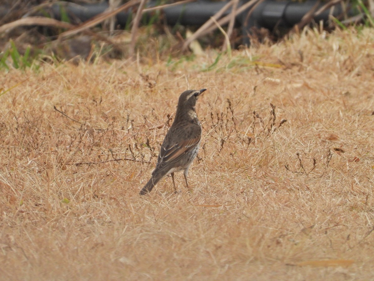 svartflekktrost - ML645829013