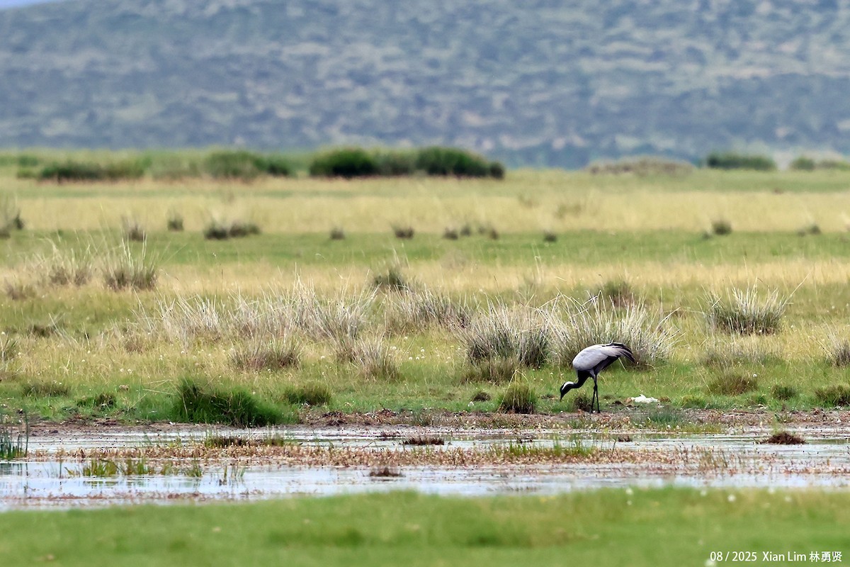 jeřáb panenský - ML645829020