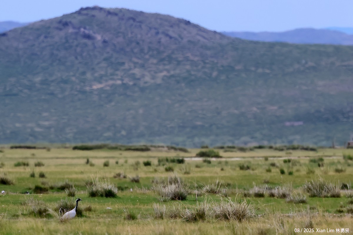 jeřáb panenský - ML645829021