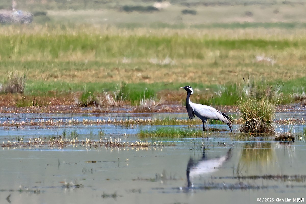 jeřáb panenský - ML645829022