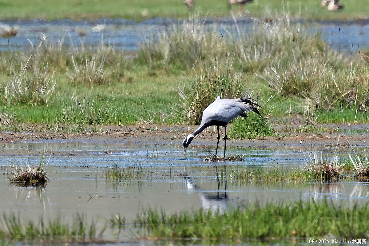 jeřáb panenský - ML645829023