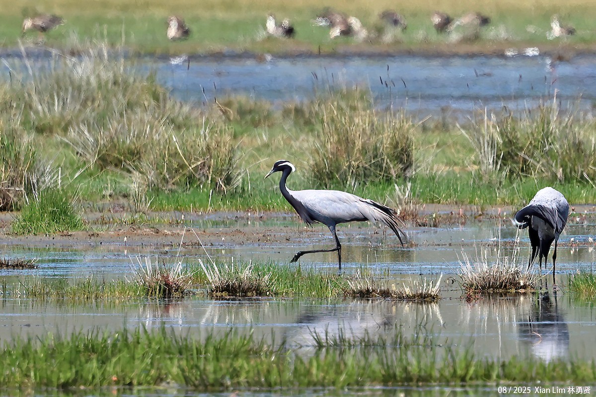 jeřáb panenský - ML645829024