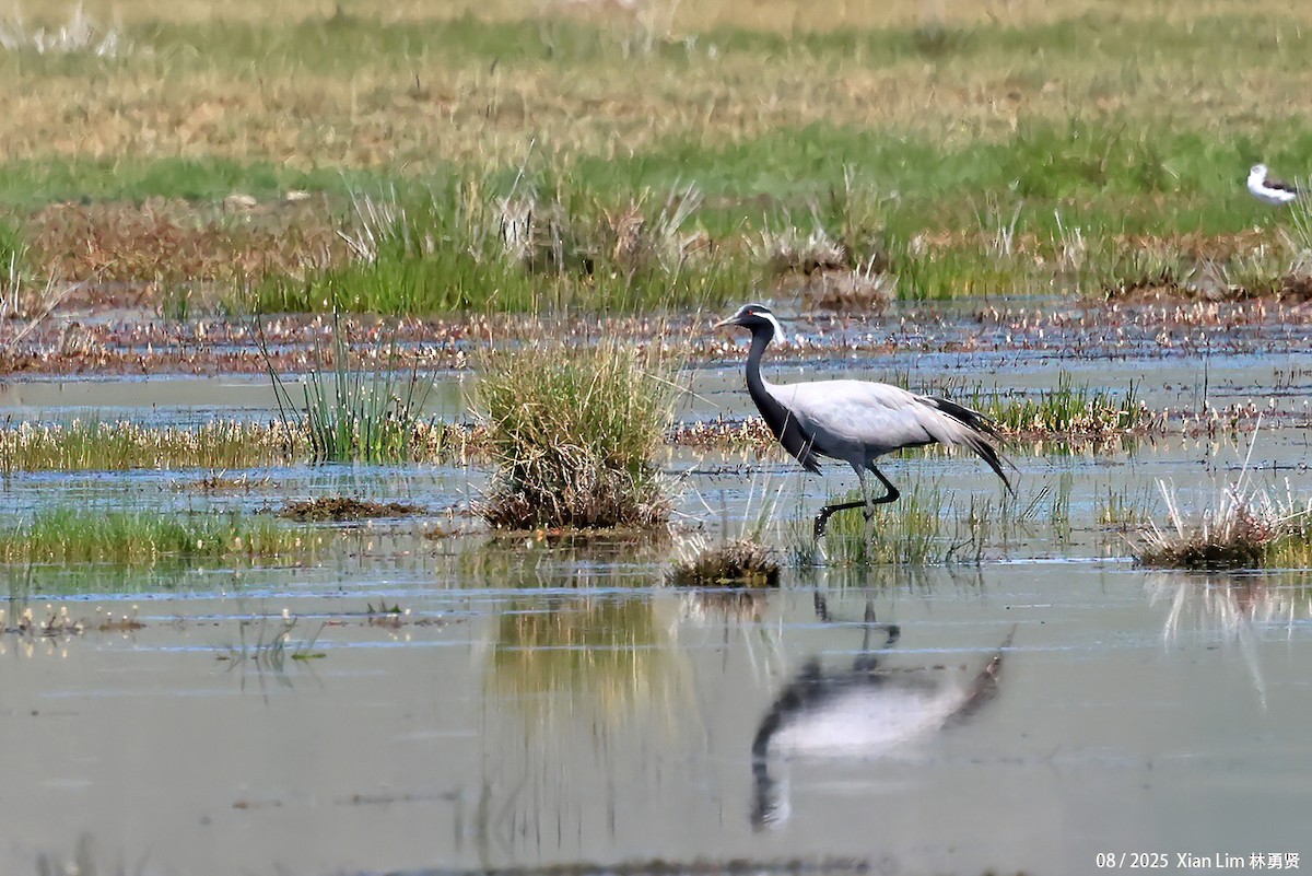 jeřáb panenský - ML645829025
