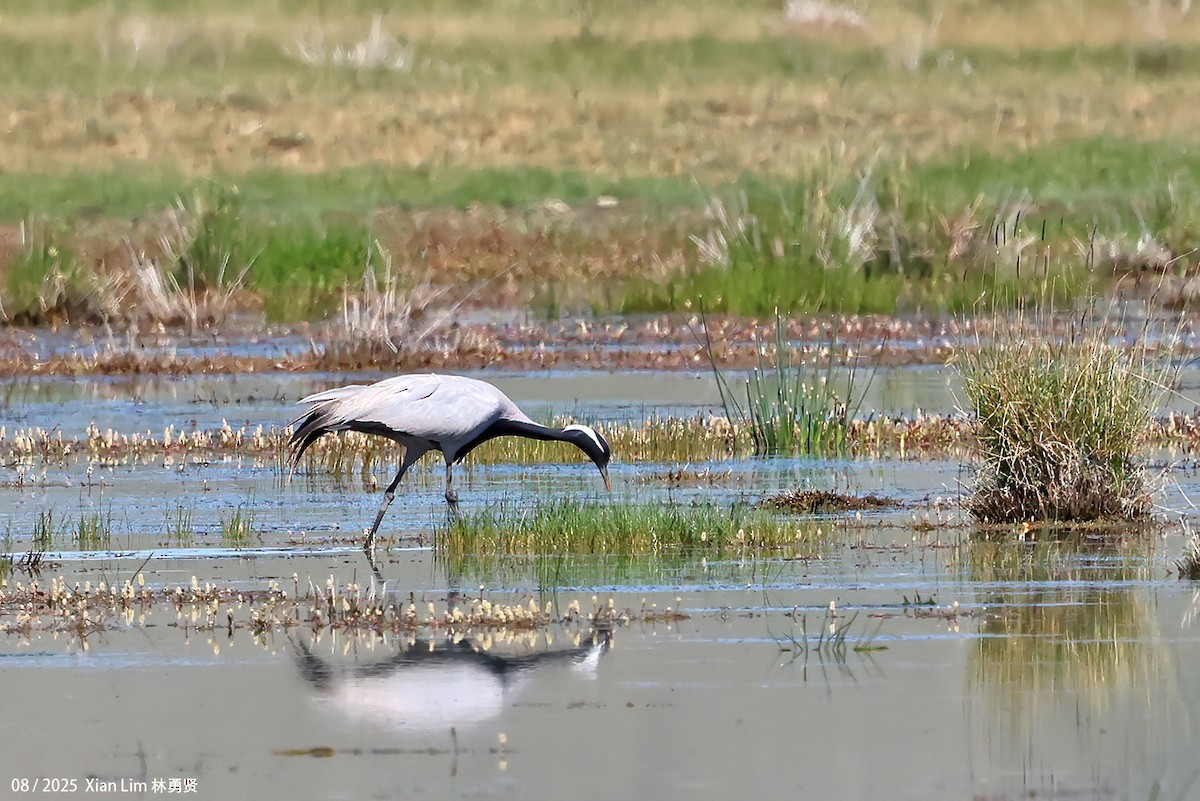 jeřáb panenský - ML645829026