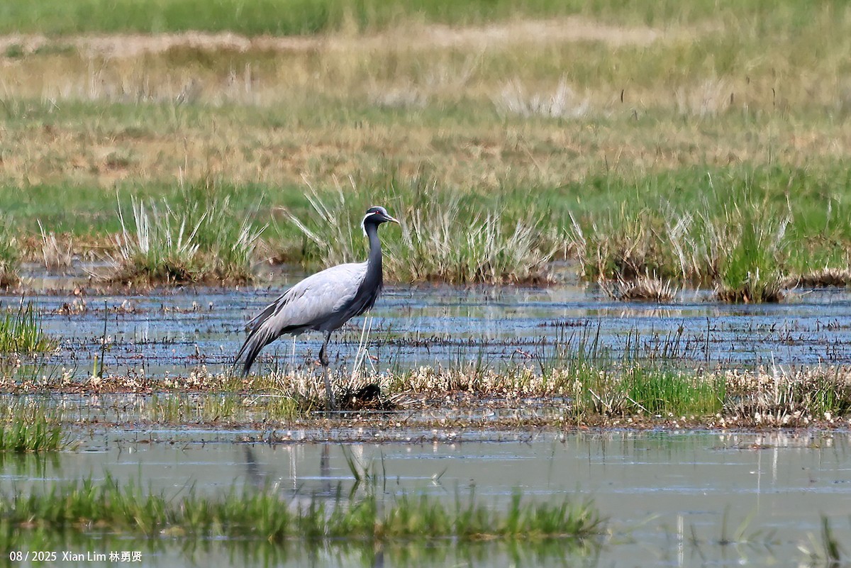 jeřáb panenský - ML645829027