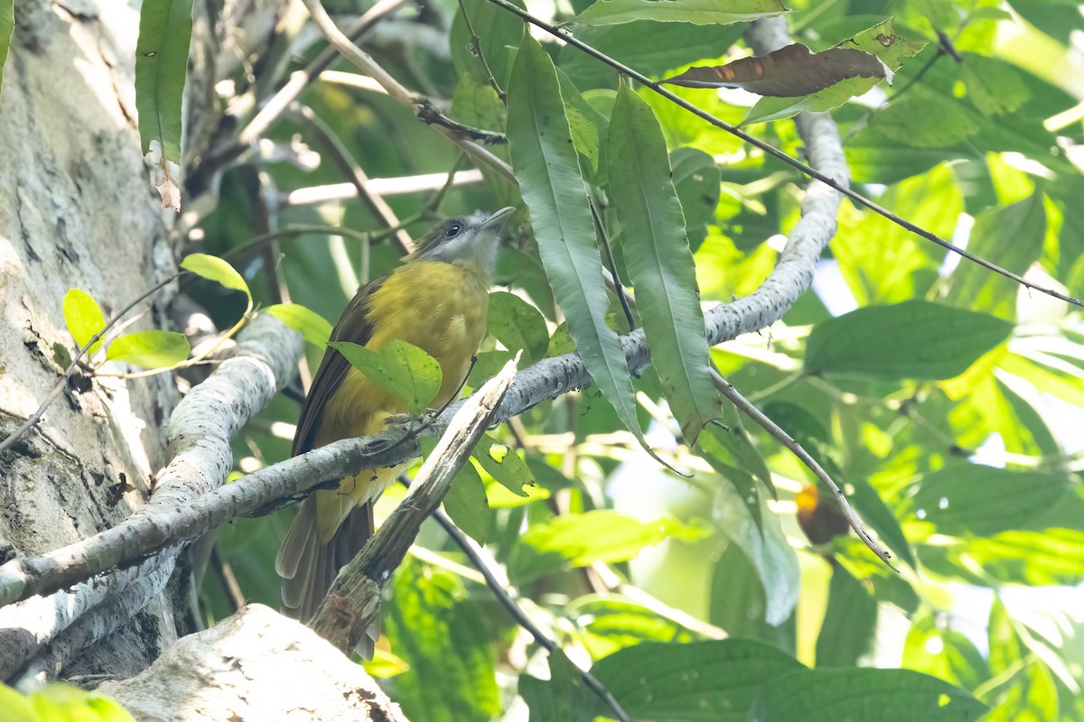 Bulbul flavéole - ML645829031