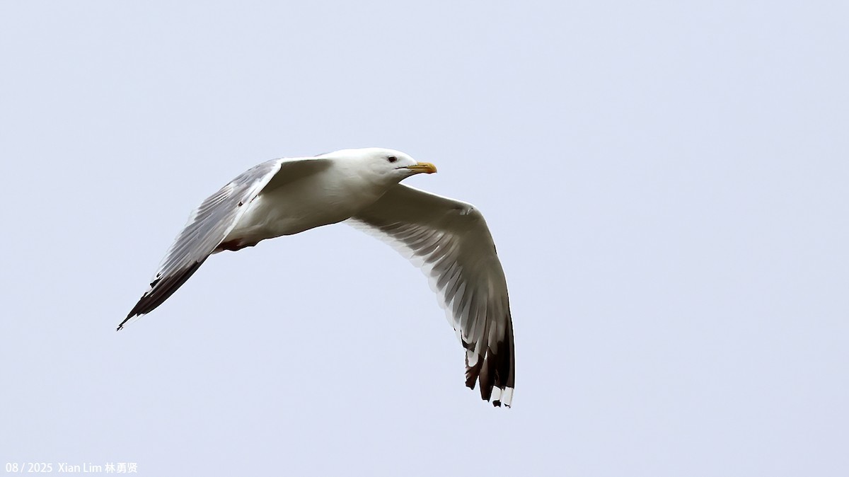 Mongolian Gull - ML645829047