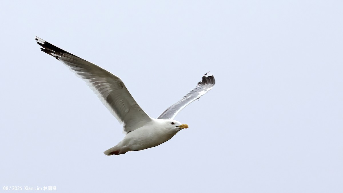 Mongolian Gull - ML645829048
