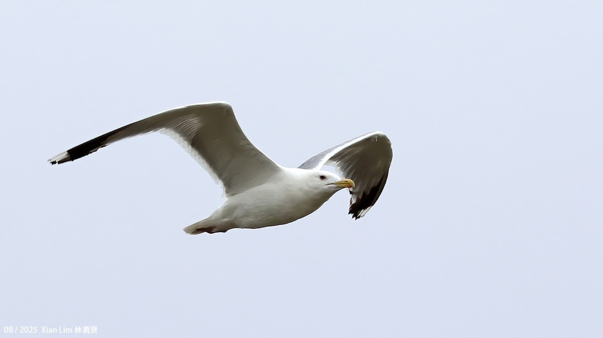 Mongolian Gull - ML645829049