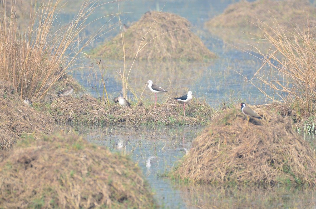 תמירון - ML645829050