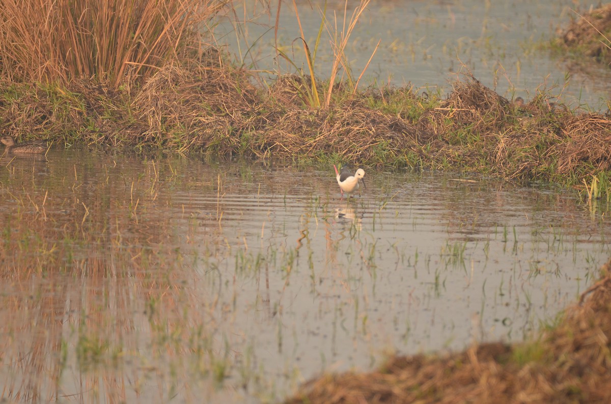 תמירון - ML645829051