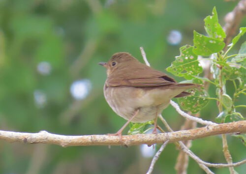 קיכלי זיתני - ML645829052